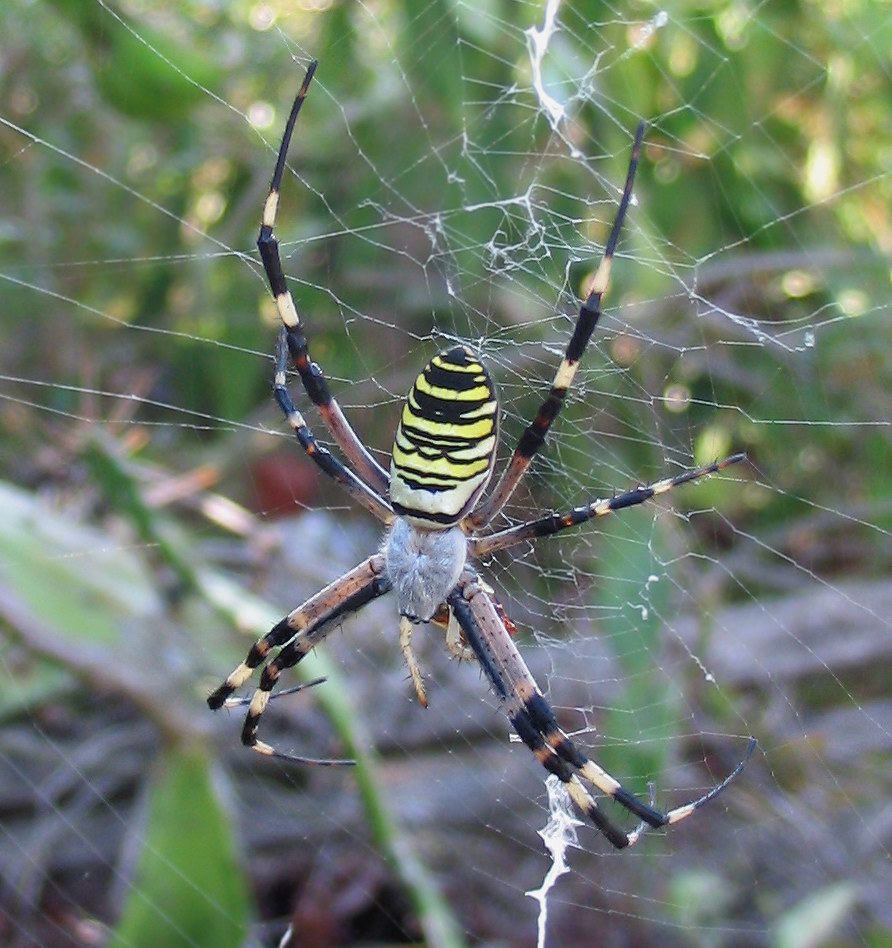 Argiope bruennichi